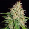 Big-Devil-autoflowering-seeds-cannabis-300x300.jpg
